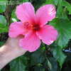 Thumbnail #3 of Hibiscus rosa-sinensis by BayAreaTropics