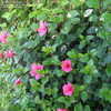 Thumbnail #4 of Hibiscus rosa-sinensis by BayAreaTropics