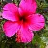 Thumbnail #5 of Hibiscus rosa-sinensis by evdesert