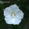 Thumbnail #3 of Hibiscus syriacus by jperilloux