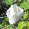 Thumbnail #5 of Hibiscus syriacus by Equilibrium