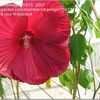 Thumbnail #1 of Hibiscus moscheutos by bamagirl35973