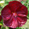 Thumbnail #1 of Hibiscus moscheutos by TomH3787