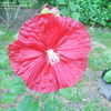 Thumbnail #3 of Hibiscus moscheutos by fburg696