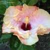 Thumbnail #5 of Hibiscus rosa-sinensis by xxjohnxx