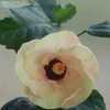 Thumbnail #4 of Hibiscus rosa-sinensis by floreseta