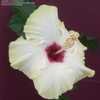 Thumbnail #3 of Hibiscus rosa-sinensis by floreseta