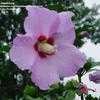 Thumbnail #1 of Hibiscus syriacus by OhioBreezy