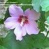 Thumbnail #2 of Hibiscus syriacus by OhioBreezy