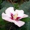 Thumbnail #5 of Hibiscus syriacus by wallaby1