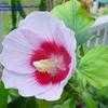 Thumbnail #3 of Hibiscus sinosyriacus by Evert