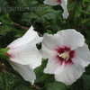 Thumbnail #5 of Hibiscus syriacus by vossner