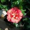 Thumbnail #4 of Hibiscus rosa-sinensis by Brugie