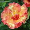 Thumbnail #3 of Hibiscus rosa-sinensis by Calif_Sue