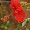 Thumbnail #3 of Hibiscus rosa-sinensis by lindakilgore10