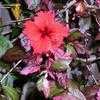 Thumbnail #5 of Hibiscus rosa-sinensis by jnana