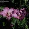 Thumbnail #2 of Hibiscus syriacus by DaylilySLP