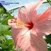 Thumbnail #2 of Hibiscus rosa-sinensis by Calalily