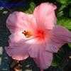 Thumbnail #3 of Hibiscus rosa-sinensis by Calalily