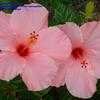 Thumbnail #1 of Hibiscus rosa-sinensis by PotEmUp