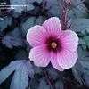 Thumbnail #2 of Hibiscus sabdariffa var. rubra by revlar