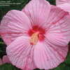 Thumbnail #4 of Hibiscus  by fburg696