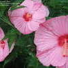 Thumbnail #3 of Hibiscus  by fburg696