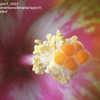 Thumbnail #2 of Hibiscus rosa-sinensis by AmandaTaylor7