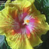 Thumbnail #1 of Hibiscus rosa-sinensis by AmandaTaylor7