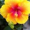 Thumbnail #5 of Hibiscus rosa-sinensis by evdesert