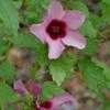 Thumbnail #1 of Hibiscus radiatus by Floridian