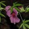 Thumbnail #3 of Hibiscus radiatus by Floridian