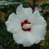 Thumbnail #2 of Hibiscus syriacus by OhioBreezy