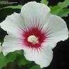 Thumbnail #4 of Hibiscus syriacus by trois