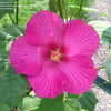Thumbnail #3 of Hibiscus paramutabilis by plantfreak78