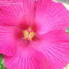 Thumbnail #4 of Hibiscus paramutabilis by plantfreak78