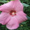 Thumbnail #2 of Hibiscus moscheutos by fburg696