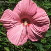 Thumbnail #3 of Hibiscus moscheutos by fburg696