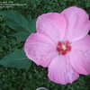 Thumbnail #4 of Hibiscus moscheutos by fburg696