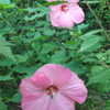 Thumbnail #5 of Hibiscus moscheutos by fburg696