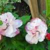 Thumbnail #4 of Hibiscus syriacus by keithp2012