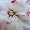 Thumbnail #5 of Hibiscus syriacus by keithp2012