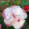 Thumbnail #2 of Hibiscus syriacus by keithp2012