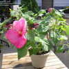 Thumbnail #2 of Hibiscus moscheutos by smurf428