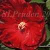 Thumbnail #2 of Hibiscus moscheutos by DaylilySLP