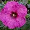 Thumbnail #2 of Hibiscus moscheutos by kbaumle