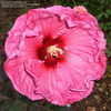 Thumbnail #5 of Hibiscus moscheutos by SnowBird56