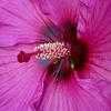 Thumbnail #3 of Hibiscus moscheutos by kbaumle