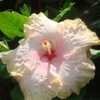 Thumbnail #1 of Hibiscus rosa-sinensis by PureEnergy