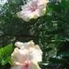 Thumbnail #4 of Hibiscus rosa-sinensis by PureEnergy